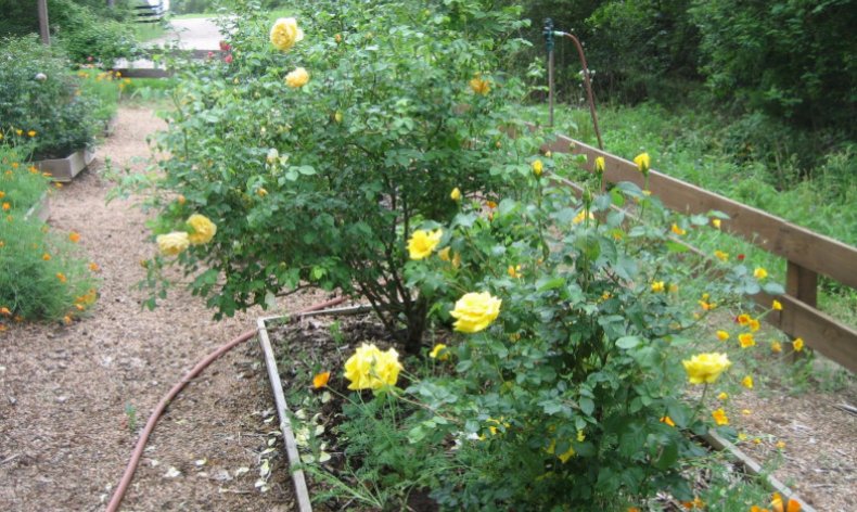 Выращивание розы Graham Thomas