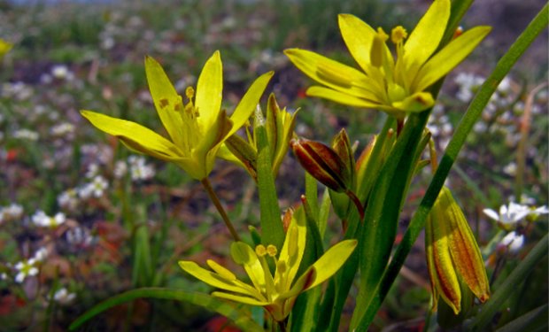 Гусиный Лук Описание