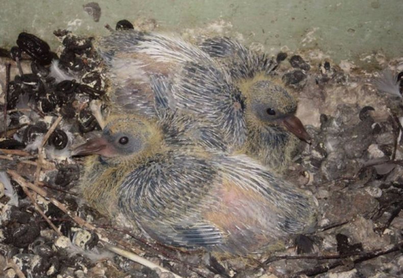 Где можно увидеть птенцов голубей описание и особенности кормления