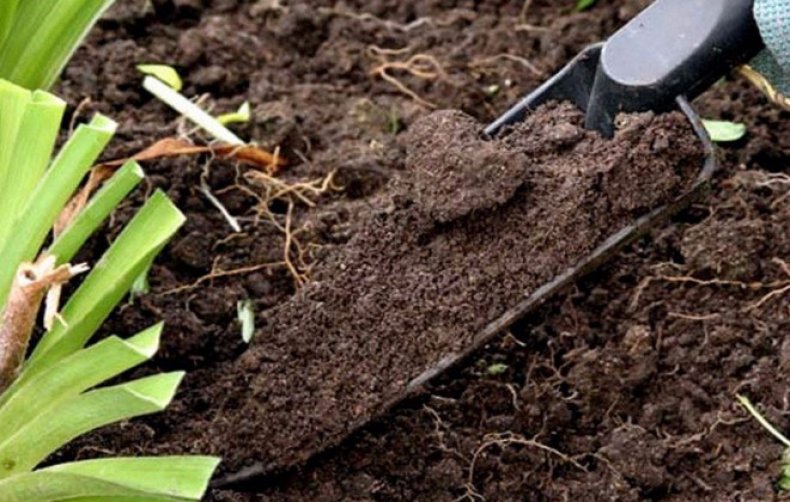 Как определить кислотность почвы в домашних условиях изучаем способы