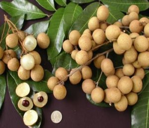Выращивание фрукта лонгана из семени в домашних условиях