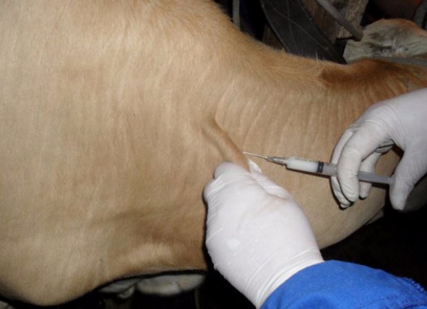 Ивермек Инструкция По Применению Для Лошадей