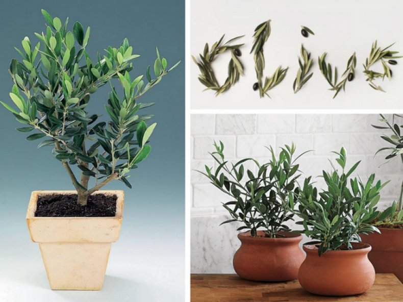 Как вырастить оливковое дерево из косточки в домашних условиях