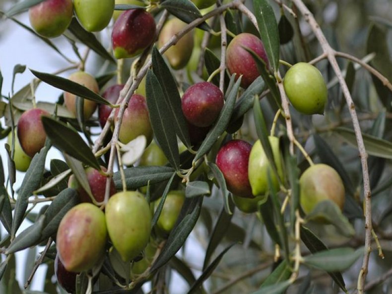 Как вырастить оливковое дерево из косточки в домашних условиях