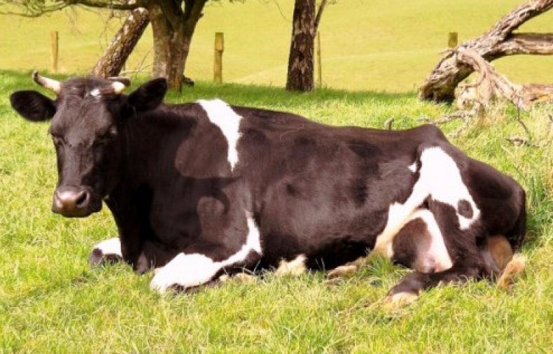 Кетоз у коров