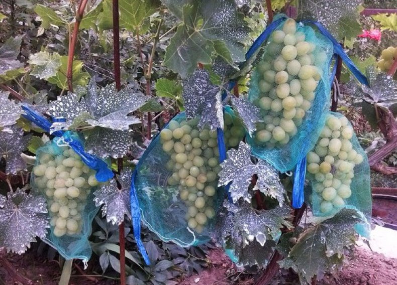 Защитные мешки на винограде