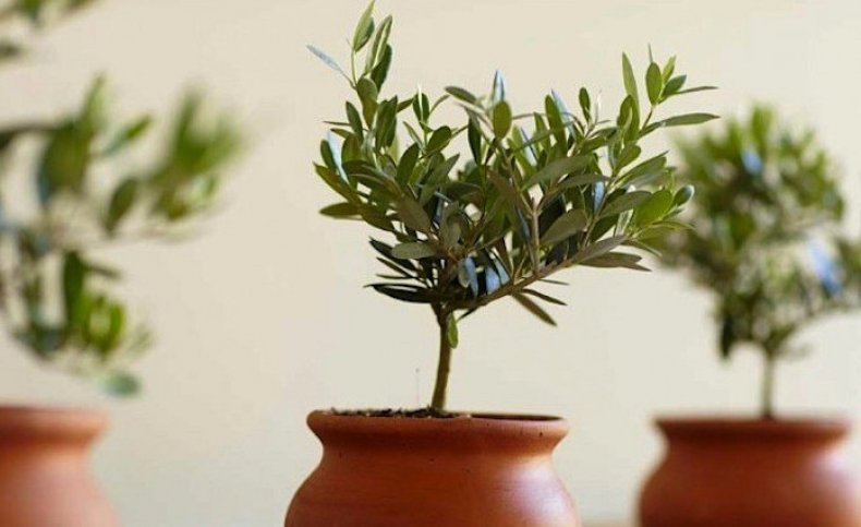 Оливковое дерево в домашних условиях