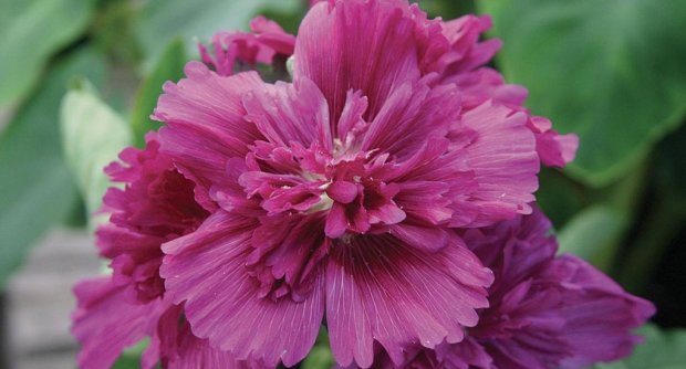 Queeny Purple Queeny Purple