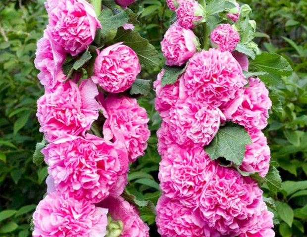 Chater Double Pink Chater Double Pink