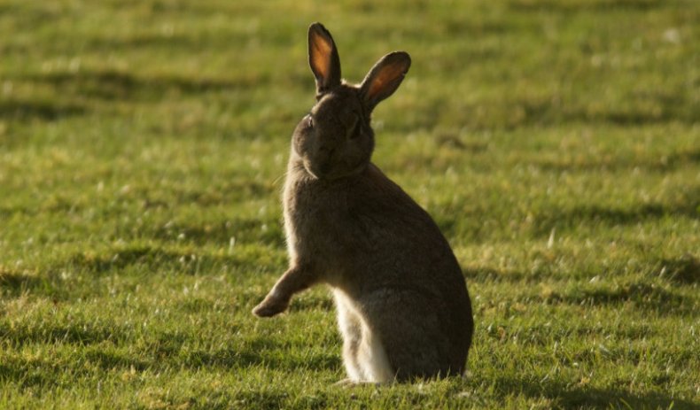 кролик, домашний, длительность жизни, живут зайцы, влияние длительность
