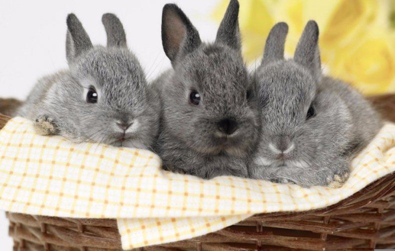 кролик, домашний, длительность жизни, живут зайцы, влияние длительность