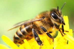 Медовая сыта для подкормки пчел осенью. Медовая сыта для пчел