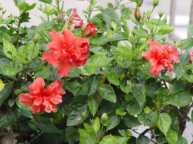 Домашний цветок китайская роза фото