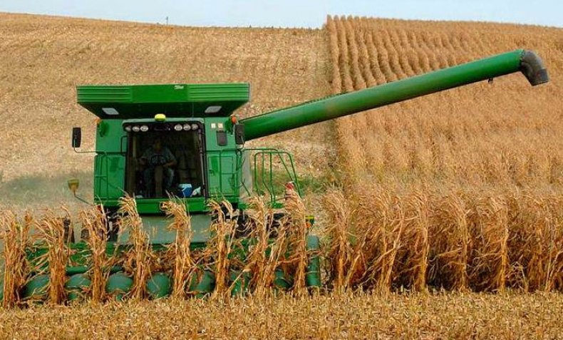 убирать, кукуруза, зерно, силос, уборки кукурузы, зерновую культуру