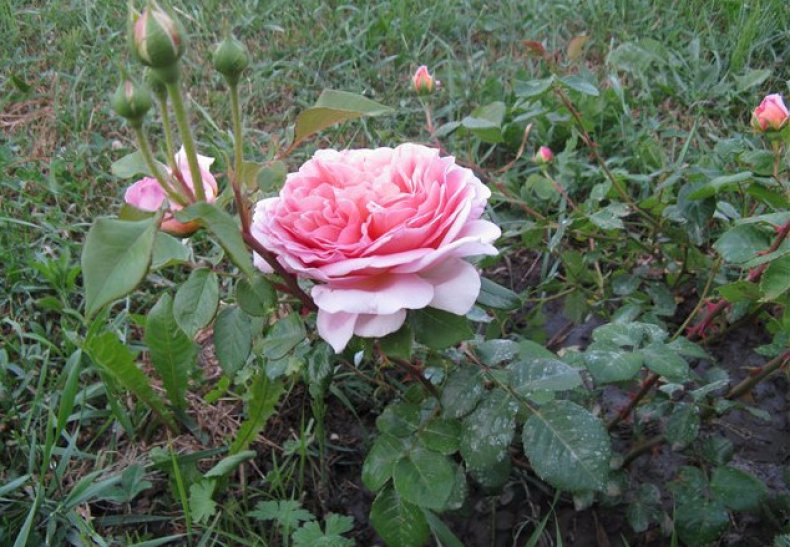 Сорт розы Абрахам Дерби
