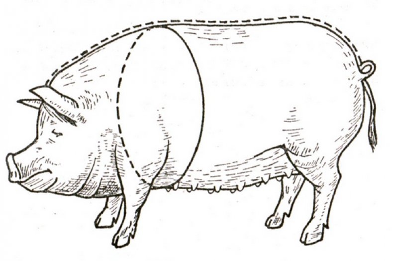 Измерение свиньи
