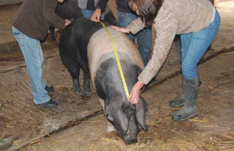 Измерение свиньи