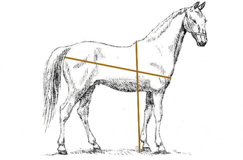 Измерение лошади