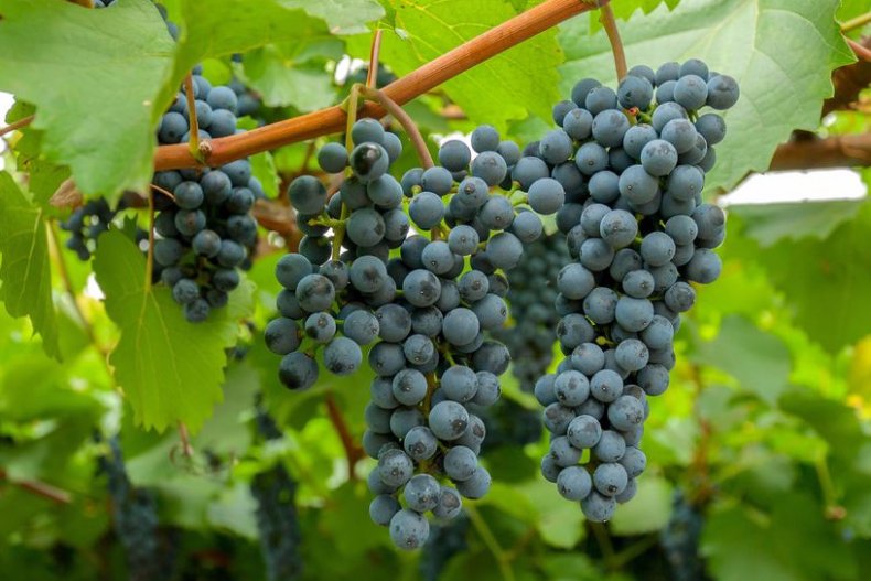 Виноград гроздья