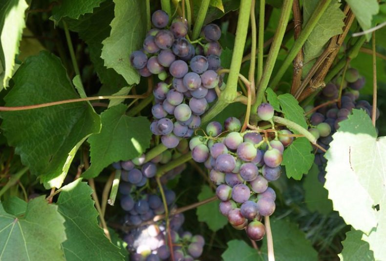 Созревание винограда