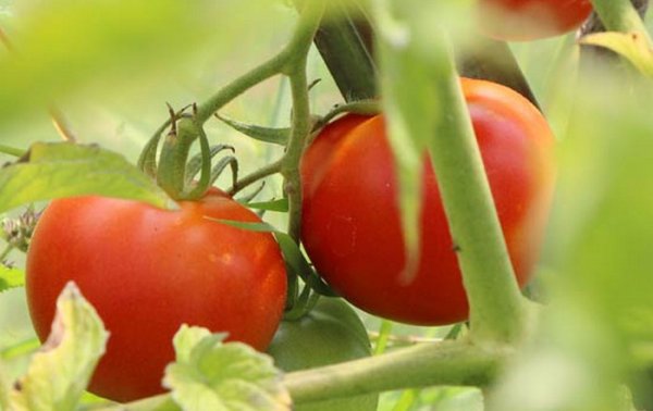 Томат Самара F1: характеристика и описание сорта, отзывы об урожайности помидоров, фото семян