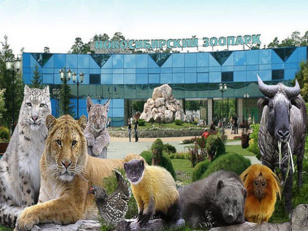 Энрофлоксацин Для Животных Инструкция По Применению