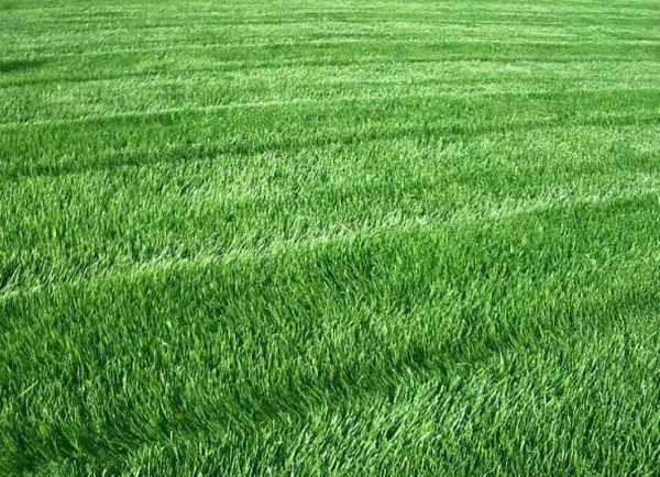  Лилипут: описание, особенности, характеристики газонной травы для .