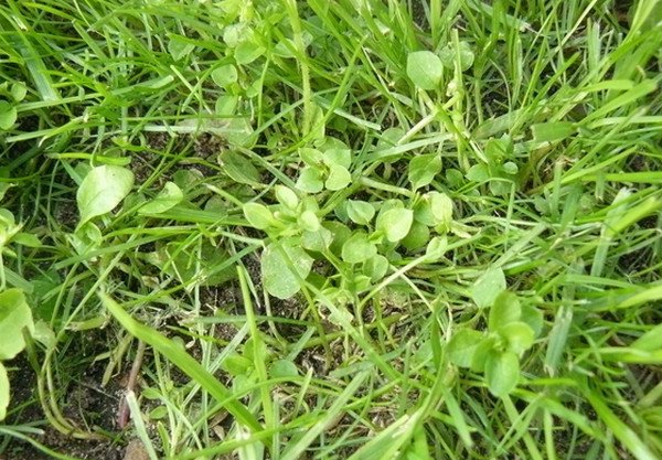  Лилипут: описание, особенности, характеристики газонной травы для .