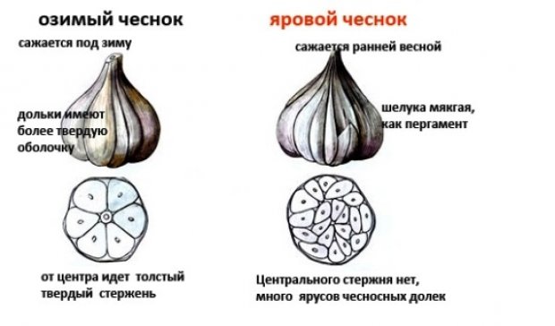 Отличия Отличия