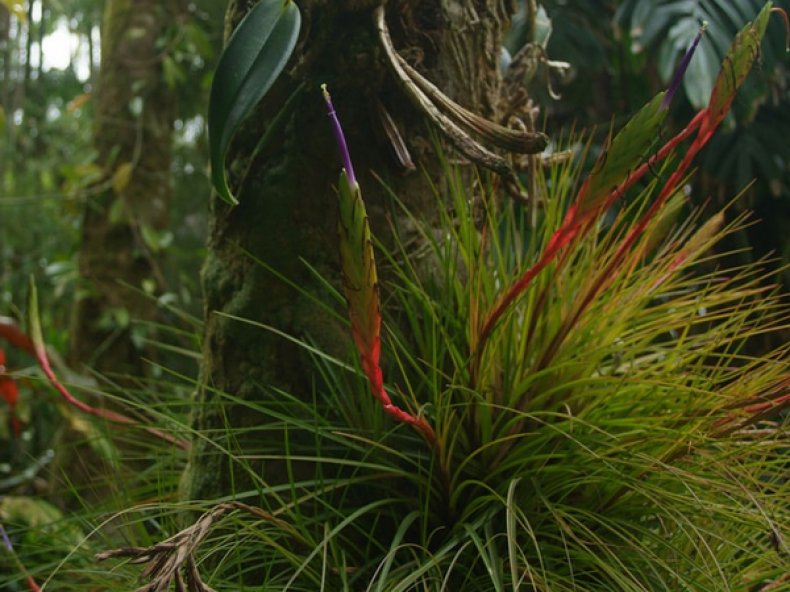 Трехцветная (Tillandsia tricolor)