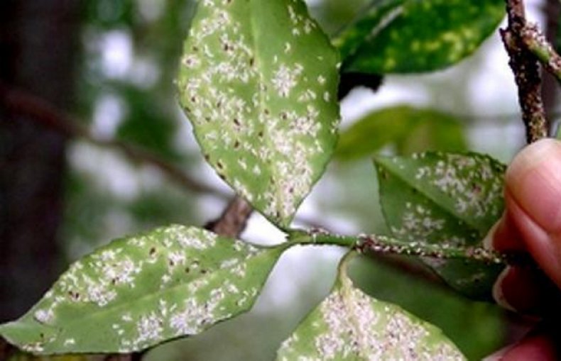 Мучнистый червец на листьях бересклета