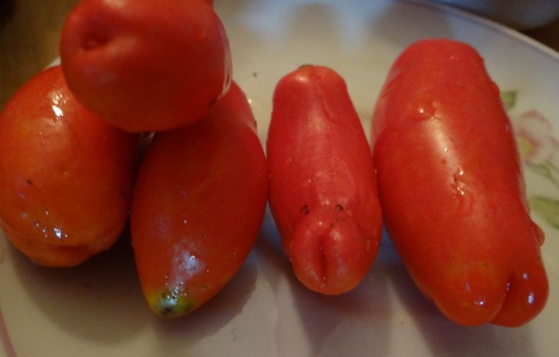 томат, жиголо, описание, фото, сорт