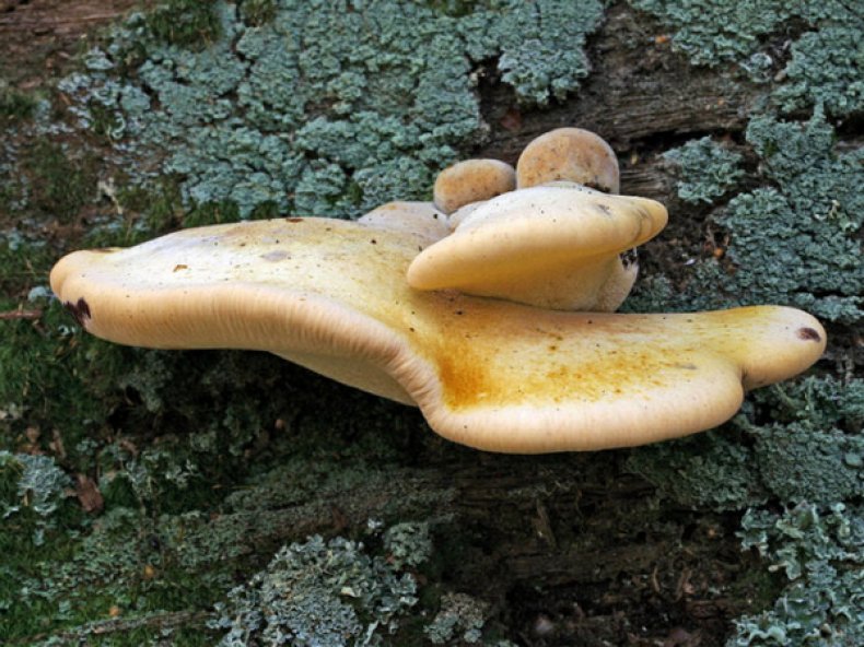 Пиптопорус дубовый (Piptoporus quercinus)