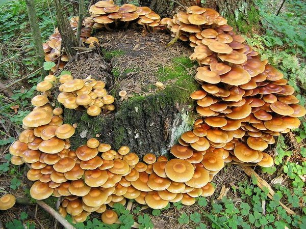 гриб растущий на деревьях 7