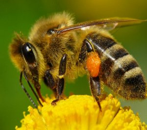 Почему, когда и как роятся пчелы. как остановить роение пчел, фото, видео