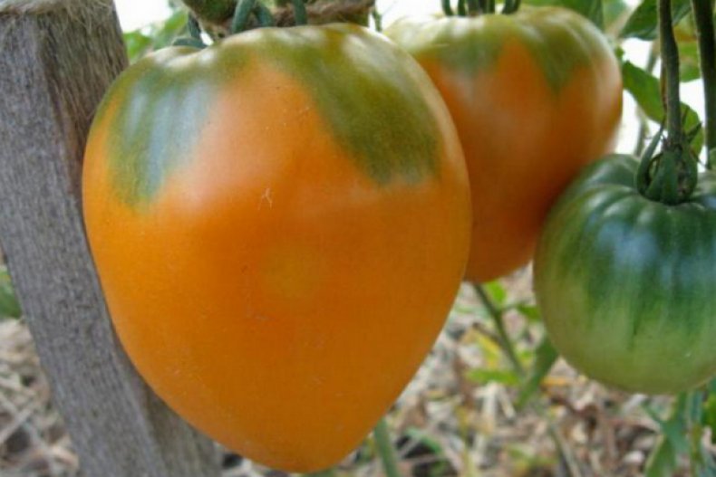 Сорт томатов Медовый спас