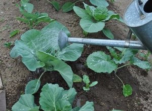 Как часто поливать капусту в открытом грунте?
