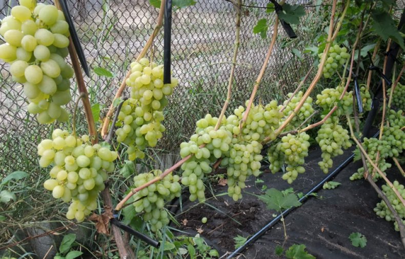 Капельный полив винограда