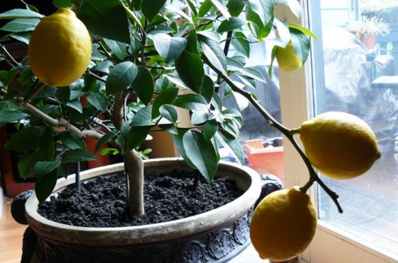 комнатный, лимон, вырастить, лимонный