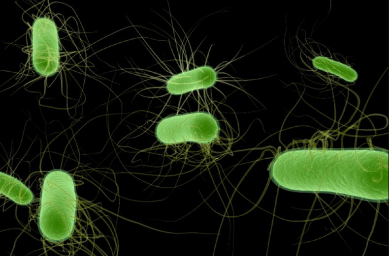Палочки Escherichia coli