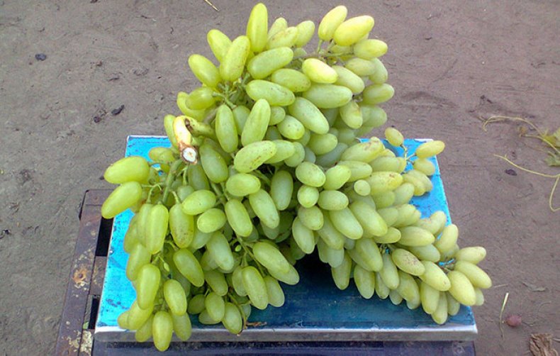 Сорт винограда бананас фото и описание