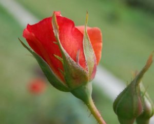 Бутон розы