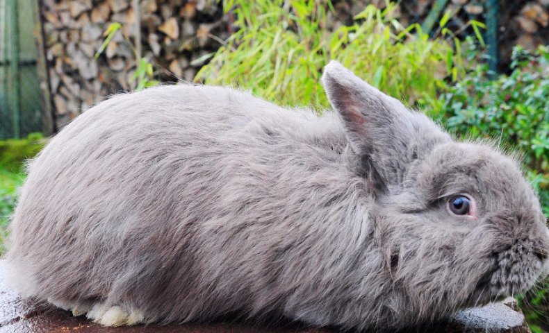 Лисий кролик