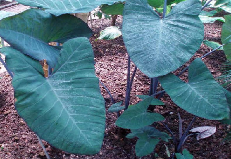 ксантосома, описание, фото, выращивание
