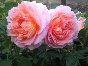 Галльские розы