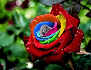 Радужная роза
