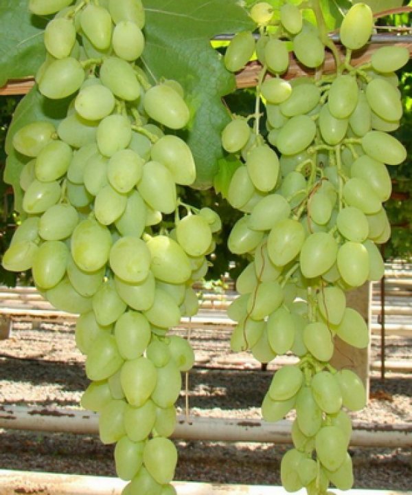 Виноград долгожданный описание сорта
