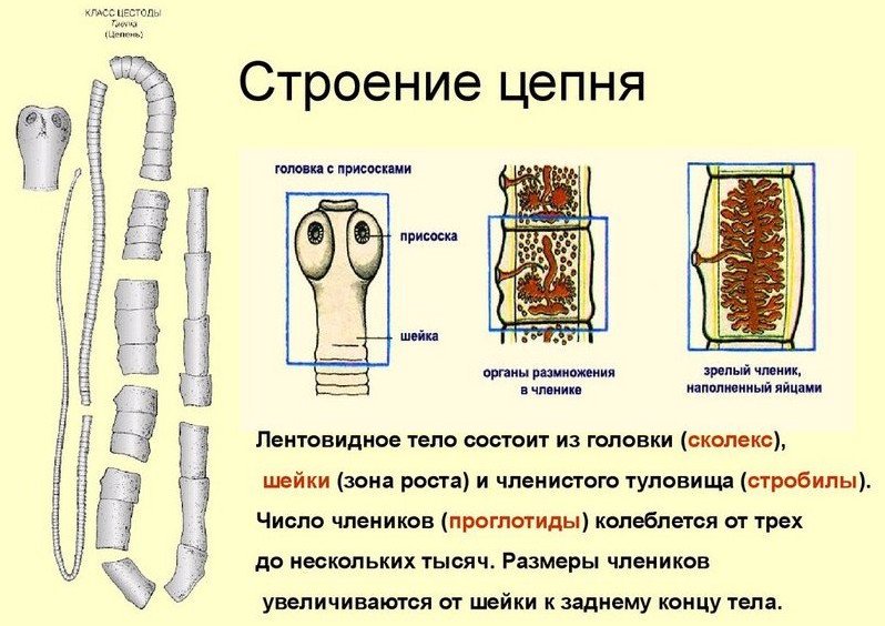 Цистицеркоз фото у человека