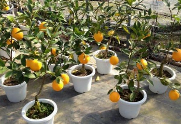 как правильно вырастить апельсин из косточки