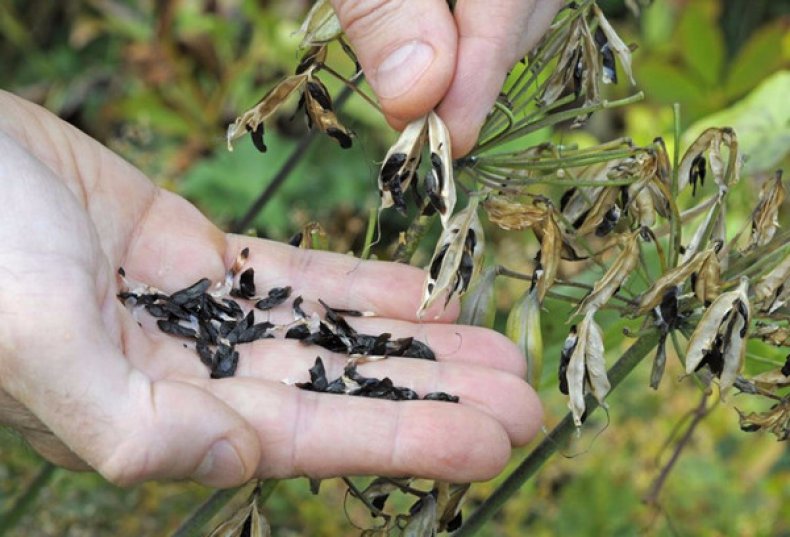 Из семян агапантус виола выращивание семенами